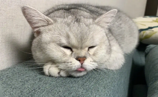 母猫会发腮吗？新手铲屎官看过来！