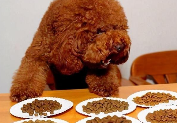 巨型贵宾犬吃什么狗粮 巨型贵宾犬吃什么狗粮