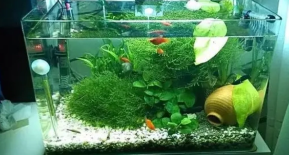 鱼缸里养水草的利弊