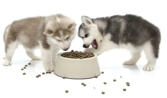哈士奇幼犬狗粮