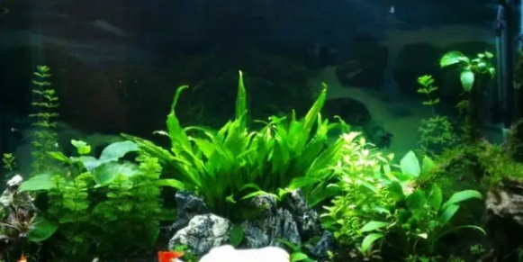 鱼缸里养水草的利弊