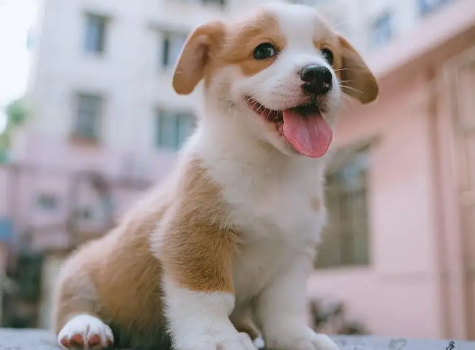 小狗咳嗽吃什么药好使