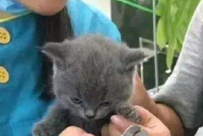 主人带猫主子剪指甲，猫咪全程不反抗，主人却全程战战兢兢！
