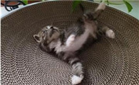 猫抓板的好处,你知道多少?