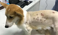 狗狗真菌感染吃什么消炎药