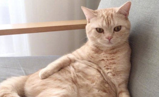 养宠小知识：猫能吃蛋糕上的奶油吗？