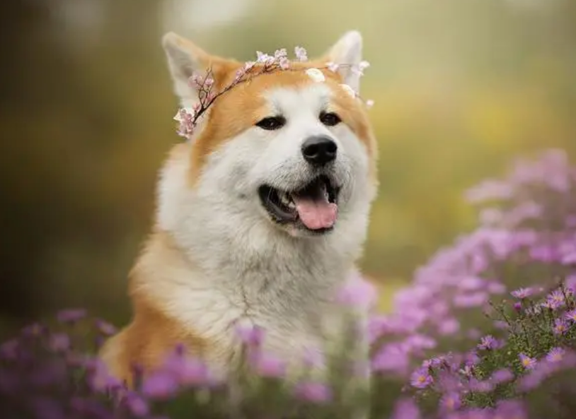 狗狗咳嗽怎么回事