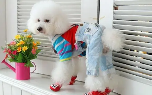 给狗狗买衣服怎么量