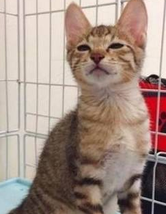 奶凶奶凶的猫咪，别人一碰就上嘴咬：别碰我，我很凶的！