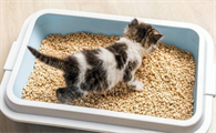 猫砂盆装多少猫砂