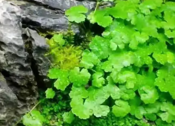 鱼缸草缸造景都有哪些水草适合做前景？