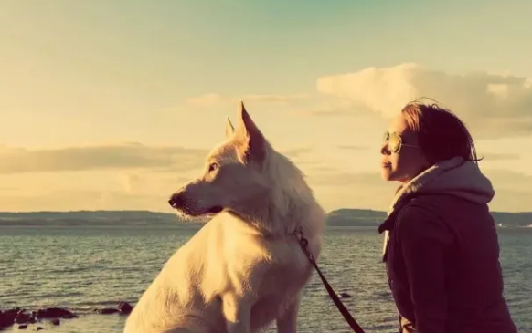 宠物犬“抗糖”指南 宠物犬“抗糖”指南
