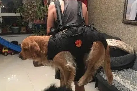 宠物背包怎么做 宠物背包怎么做