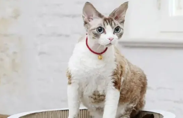 猫抓板有必要买吗?什么样的猫抓板适合猫咪,大小有要求吗? 猫抓板有必要买吗?什么样的猫抓板适合猫咪,大小有要求吗?