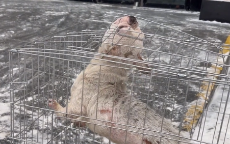 尽管主人不要它了,可遍体鳞伤,还被遗弃的斗牛犬却依然不愿离开 尽管主人不要它了,可遍体鳞伤,还被遗弃的斗牛犬却依然不愿离开