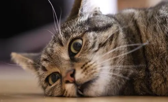 猫咪体内驱虫的正确方法