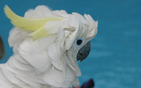 蓝眼凤头鹦鹉寿命多久?是你想不到的