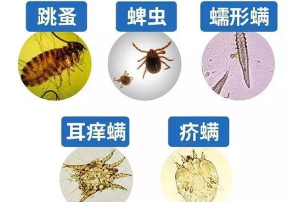 说一说狗狗体内驱虫，与体外驱虫的三大知识