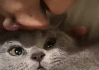 小哥哥失恋后，对着自家的猫狂吻