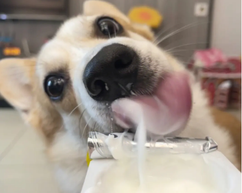 蒙牛酸奶狗狗可以喝吗