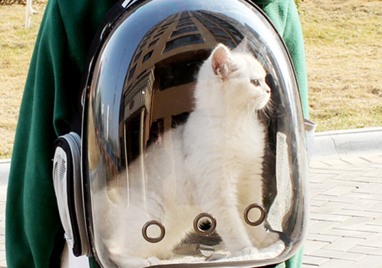 宠物猫背包多少钱 宠物猫背包多少钱