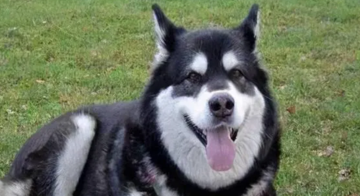 适合老年犬的狗粮