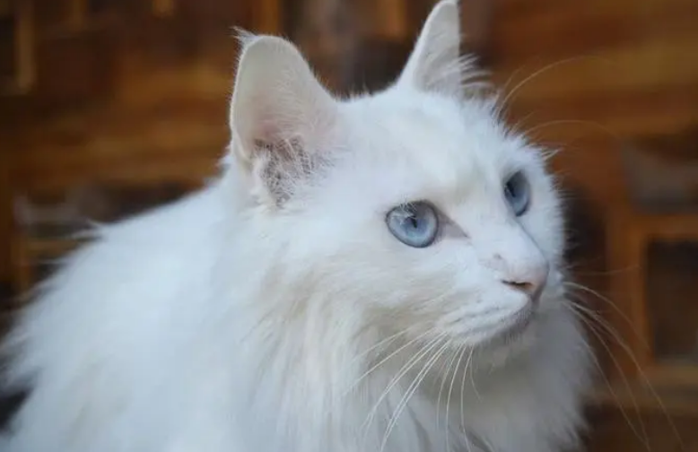 猫的耳朵都有附耳吗?说了你别不信 猫的耳朵都有附耳吗?说了你别不信