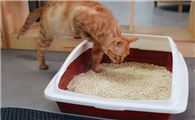 猫砂要天天换吗