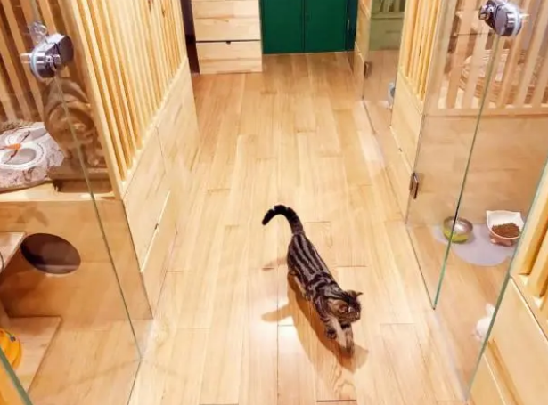 “空巢青年”的猫咪寄养指南 “空巢青年”的猫咪寄养指南