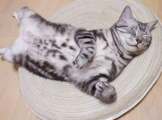 猫一直打滚是什么原因?说了你别不信-宠物网
