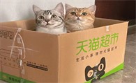 宠物玩具什么好火星电竞网址(图1)