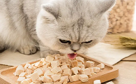 宠物猫可以吃什么零食