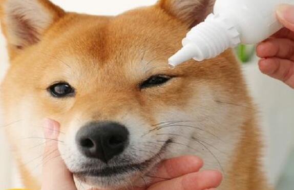 狗狗能用托百士眼药水吗