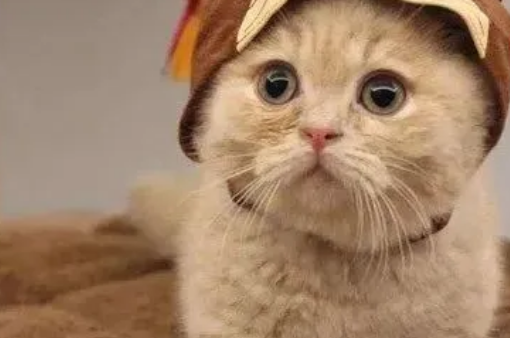 猫咪驱虫的注意事项 猫咪驱虫的注意事项