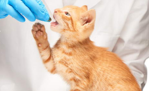 猫咪感冒药推荐