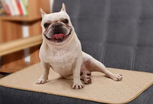 狗狗用尿垫用到多大