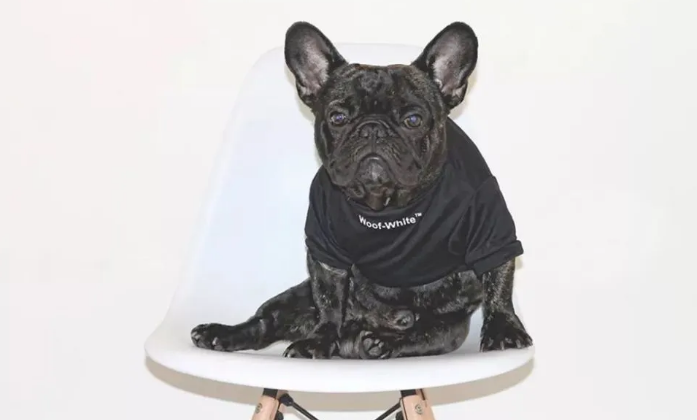 给宠物买衣服，你舍得花多少钱？