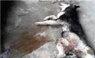 狗用开塞露死亡,是有原因的!