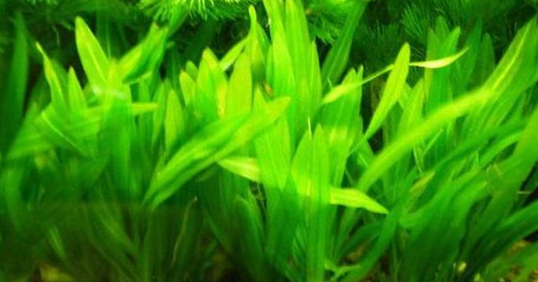 常见水草种类及图片 常见水草种类及图片