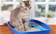 猫砂里面的尿怎么清理