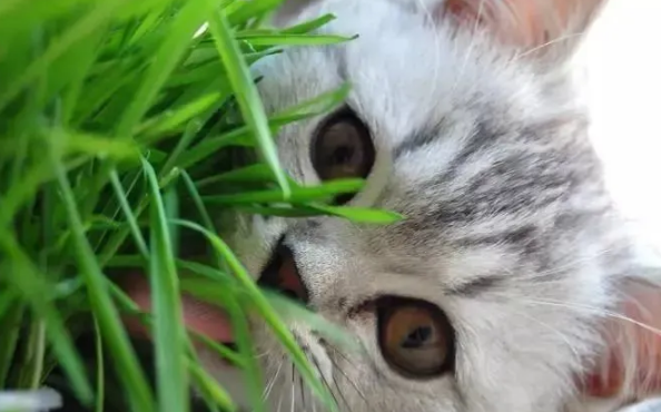 猫草对猫咪的这些好处 猫草对猫咪的这些好处