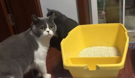 猫砂有讲究吗 猫砂有讲究吗