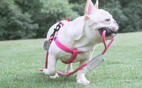 狗狗的牵引绳怎么弄