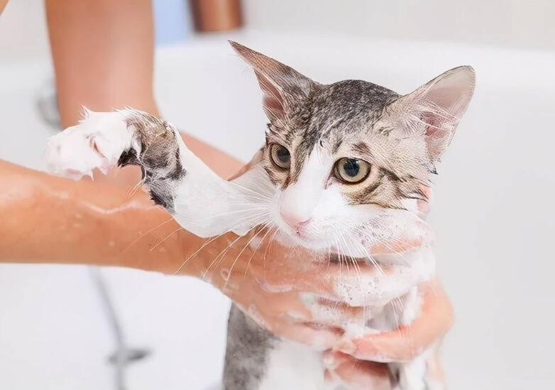 狗沐浴露能给猫用吗