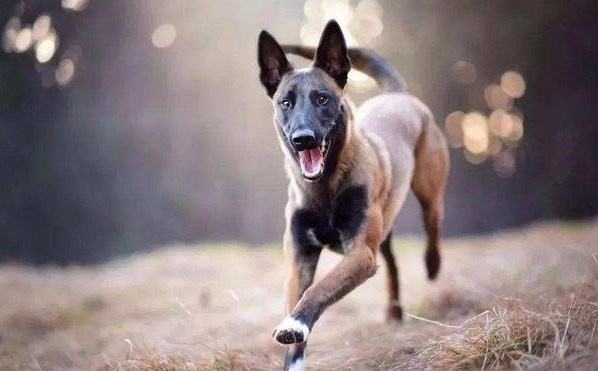 马犬喜欢什么玩具