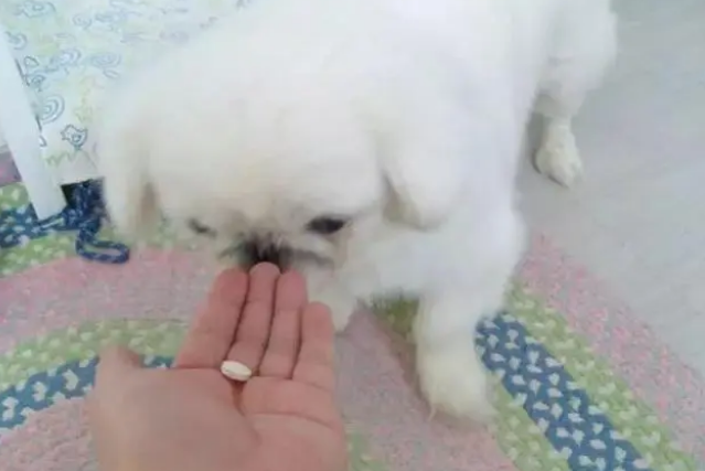 爱犬驱虫后出现不良反应，主人应注意三要点