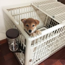哪里可以定做狗笼 哪里可以定做狗笼