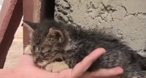 流浪猫因失误将小猫遗落在墙缝,陌生人好心救出,猫妈落泪离开 流浪猫因失误将小猫遗落在墙缝,陌生人好心救出,猫妈落泪离开
