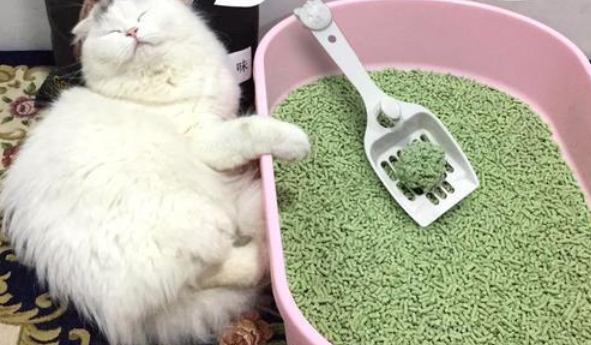 猫砂需要彻底换吗