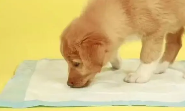 狗狗需要尿垫吗 狗狗需要尿垫吗